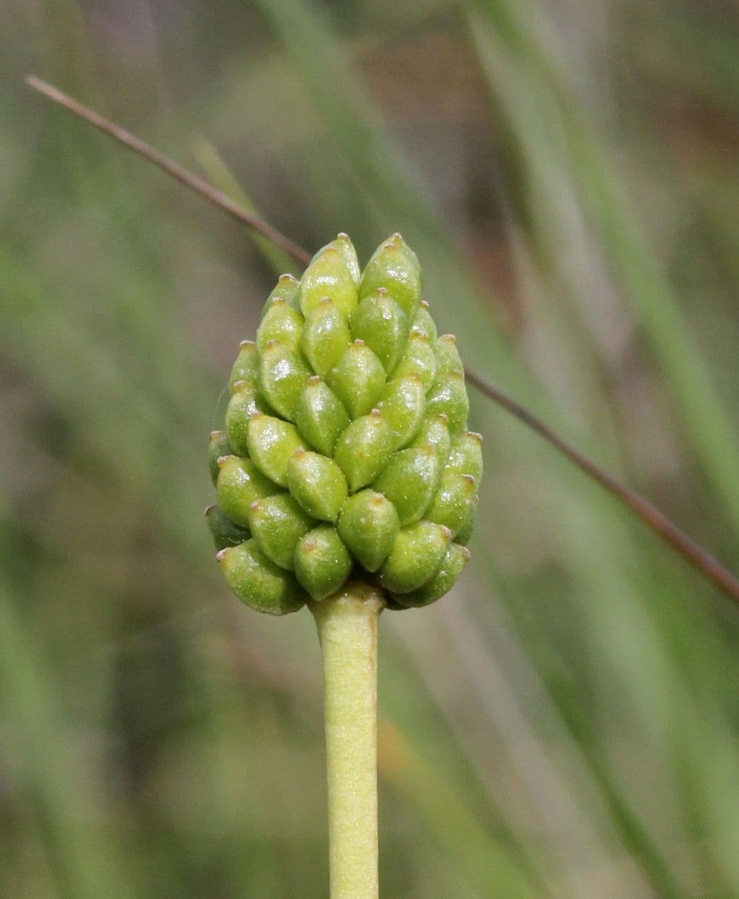 Ranunculus gramineus 4