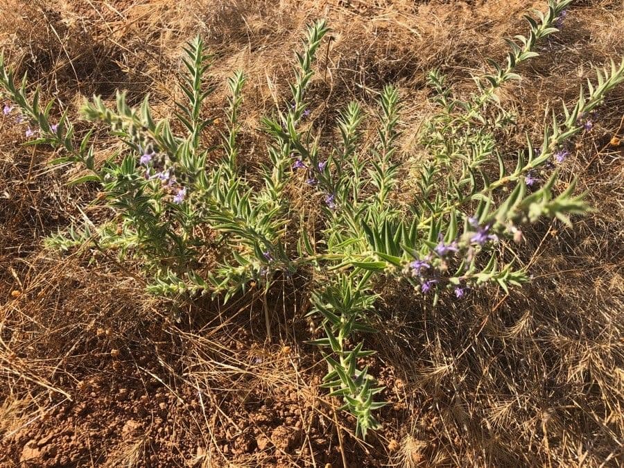Trichostema lanceolatum 18