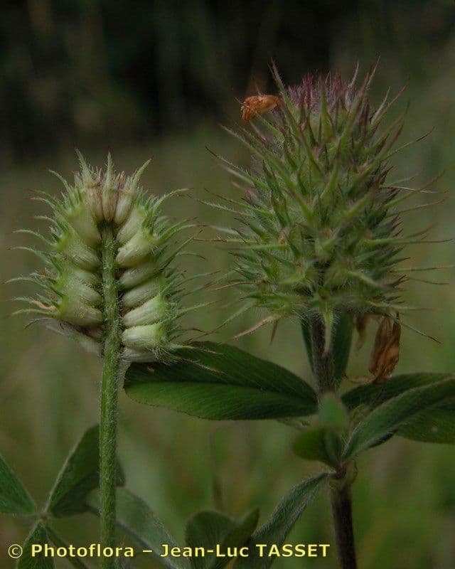 Sulphur clover 3