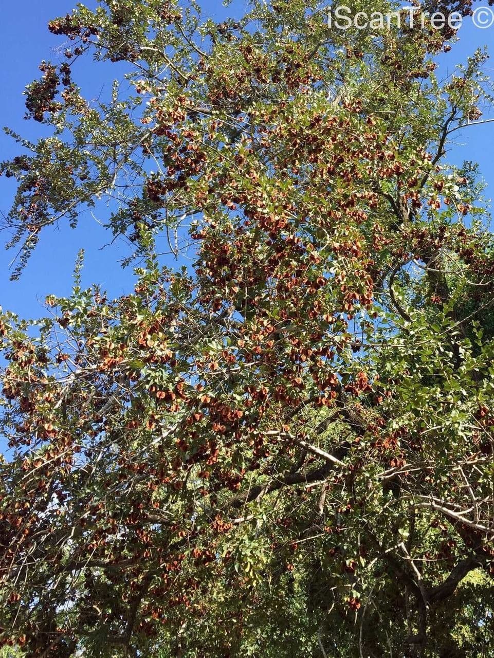 Combretum hereroense 9
