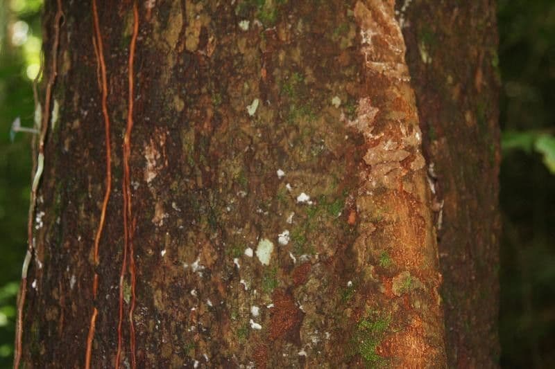 Pouteria venosa