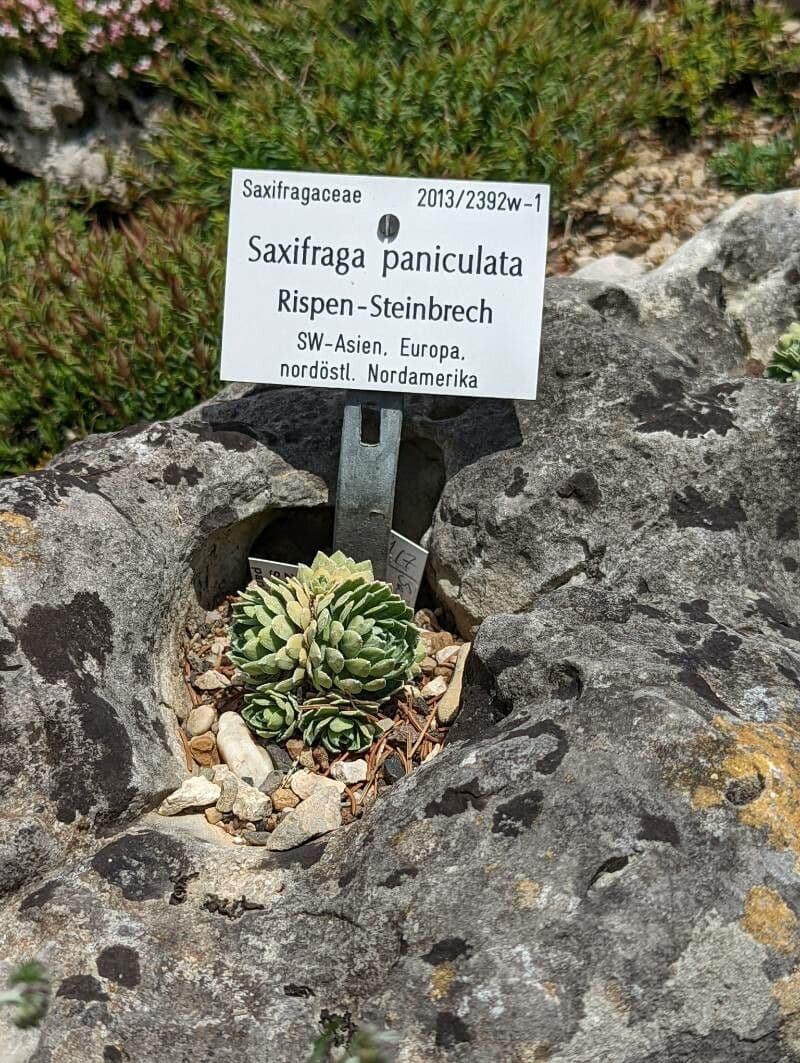 Saxifrage paniculée 26