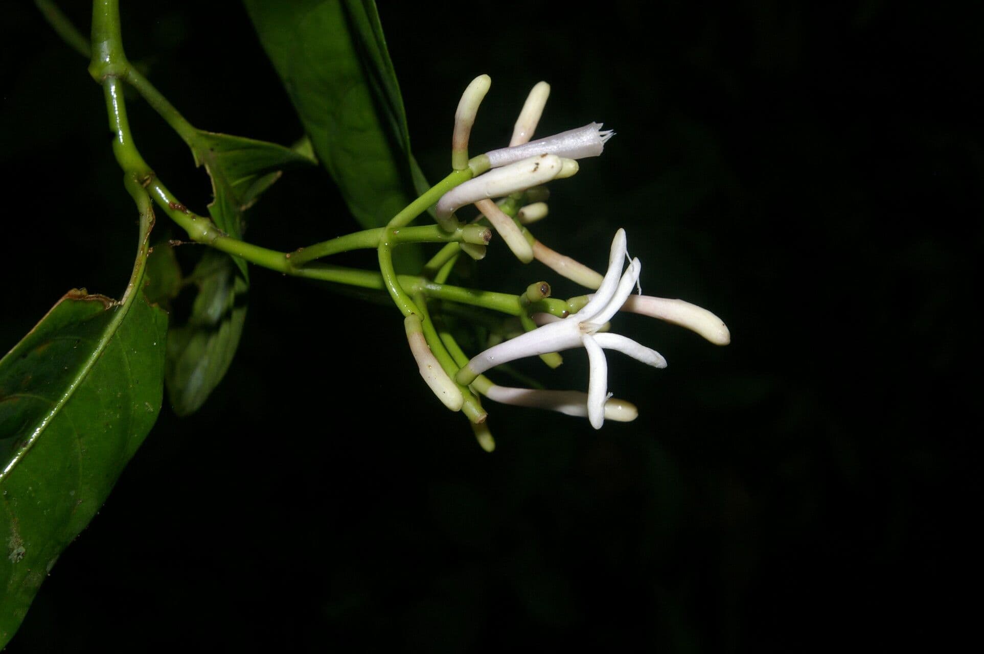 Palicourea 3