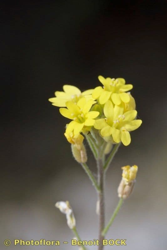 Aurinia 2