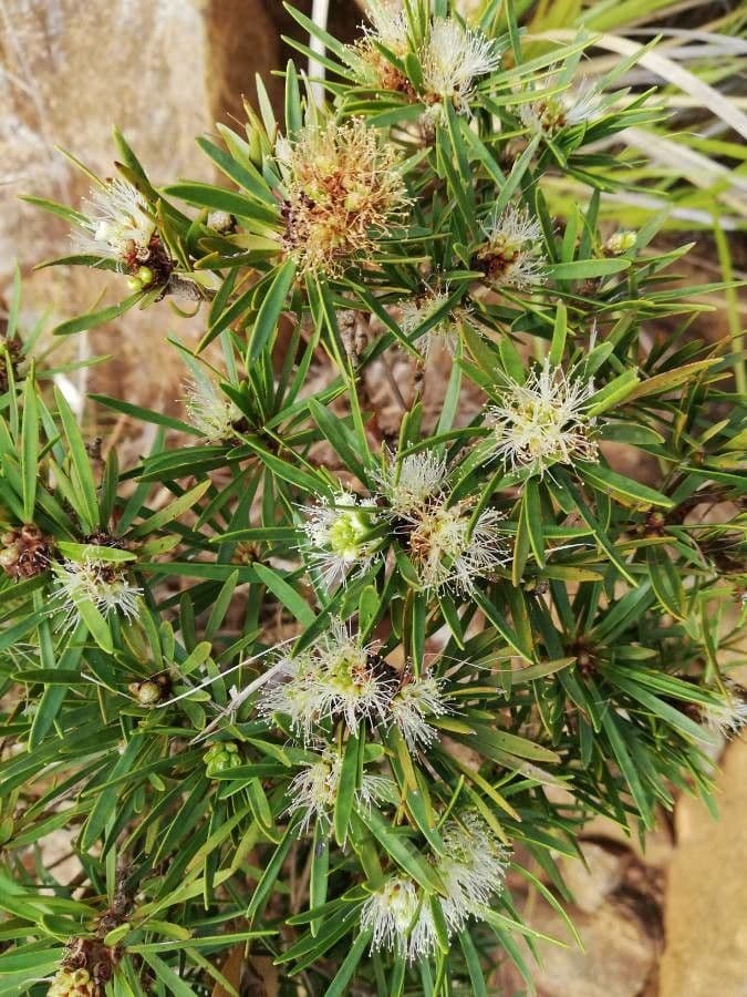 Melaleuca 2