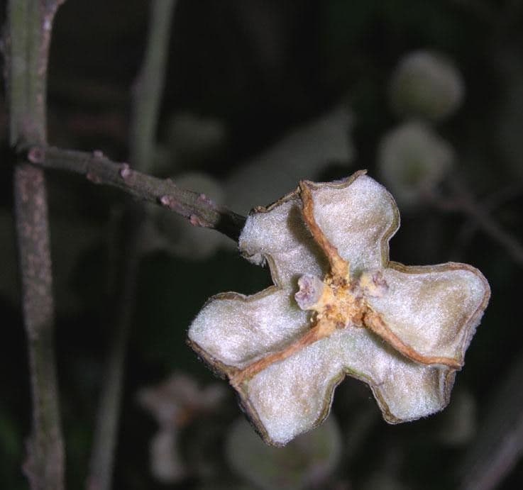 Cupania 6