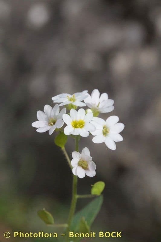 Berteroa mutabilis 3