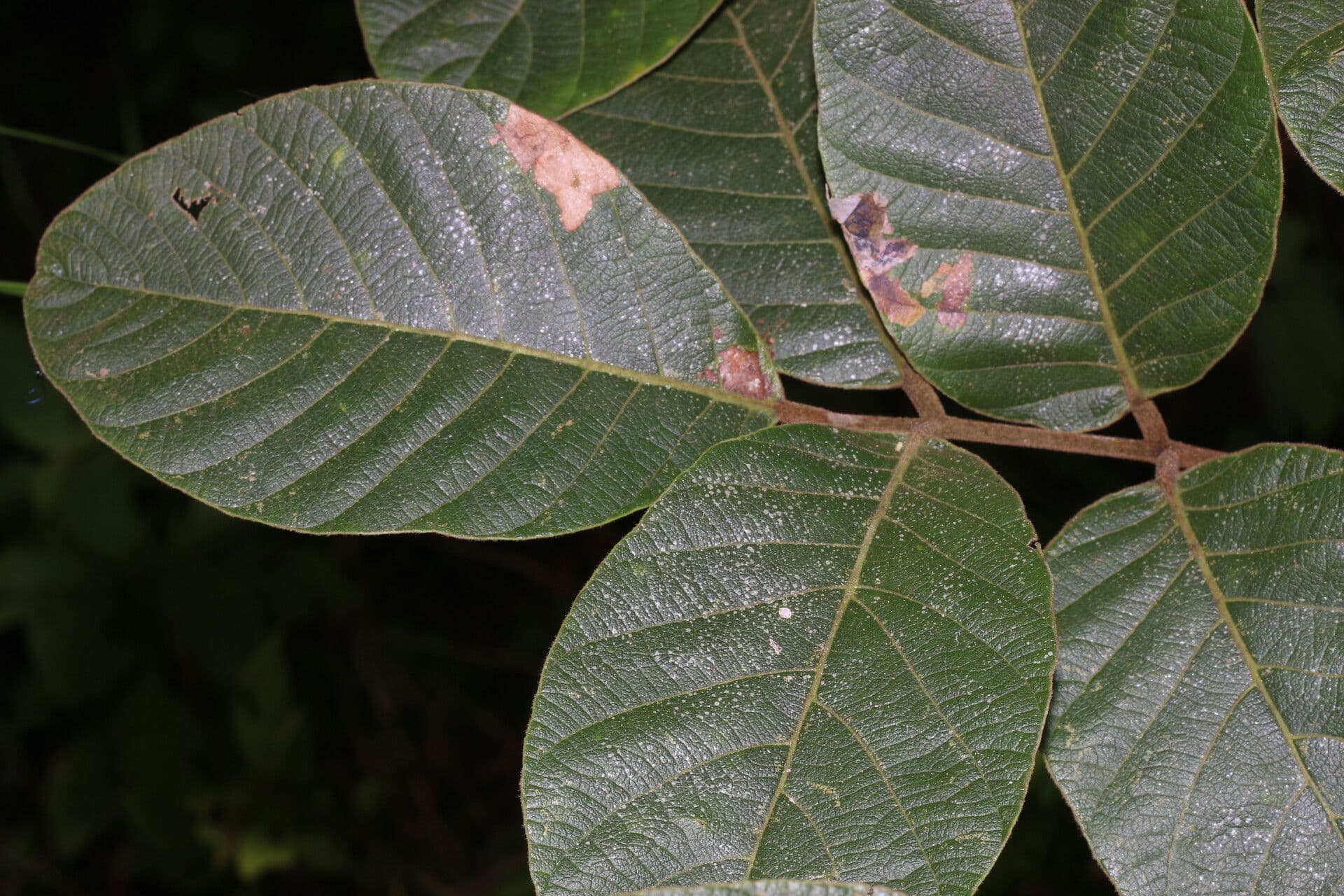 Lonchocarpus 7