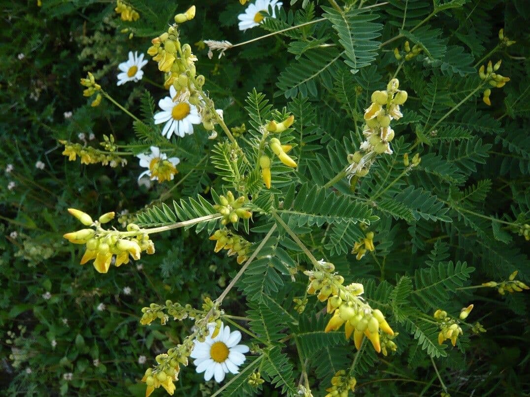 Astragalus penduliflorus 10