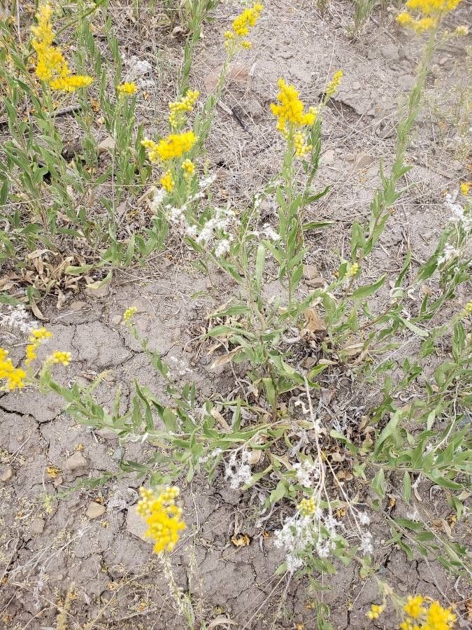 Solidago 12