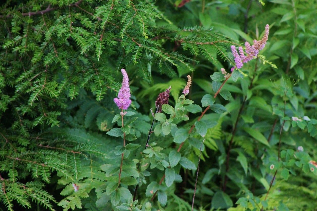 Brestovec kalinolistý 11