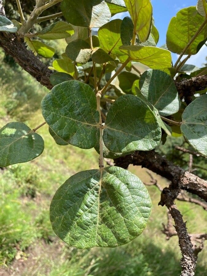 Eritrina abissina 12