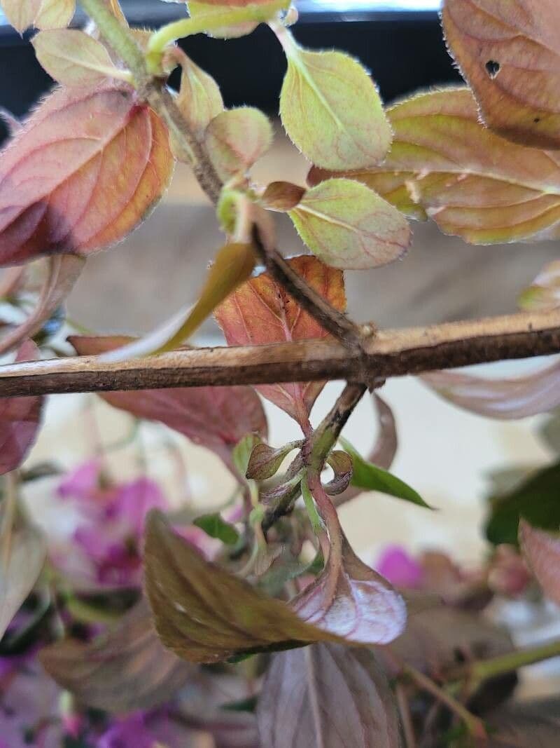 Centradenia 20