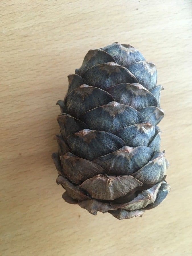 Borovice limba 2