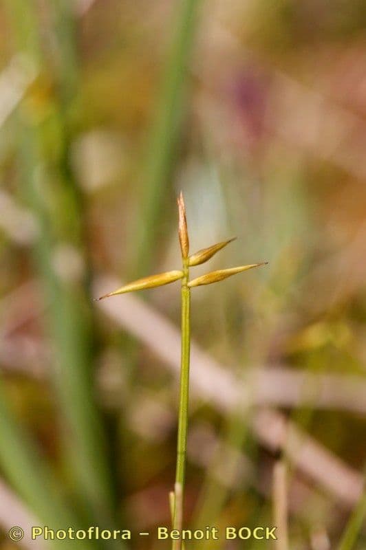 Carice pauciflora 21