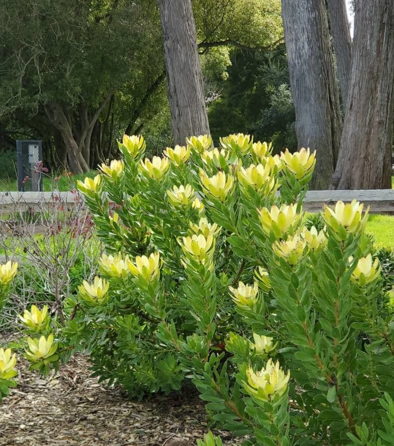 Leucadendron alloro 2