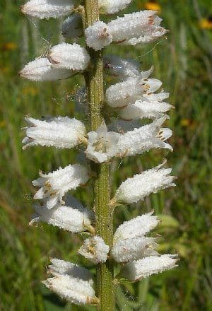 Aletris farinosa 2