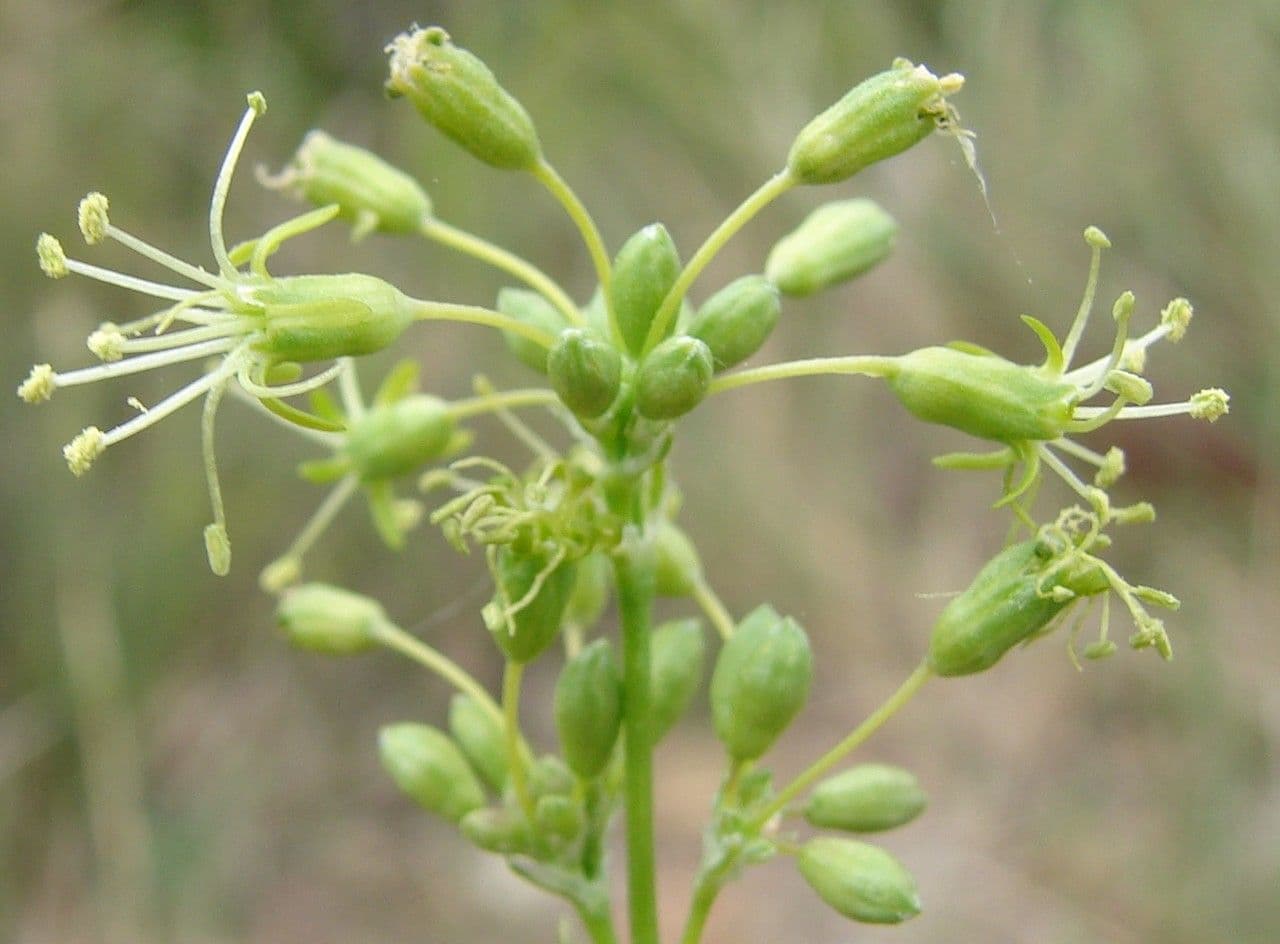 Silene otite 8
