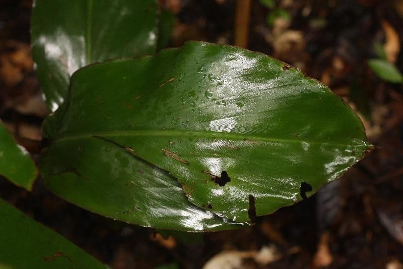 Renealmia de Guyane 3