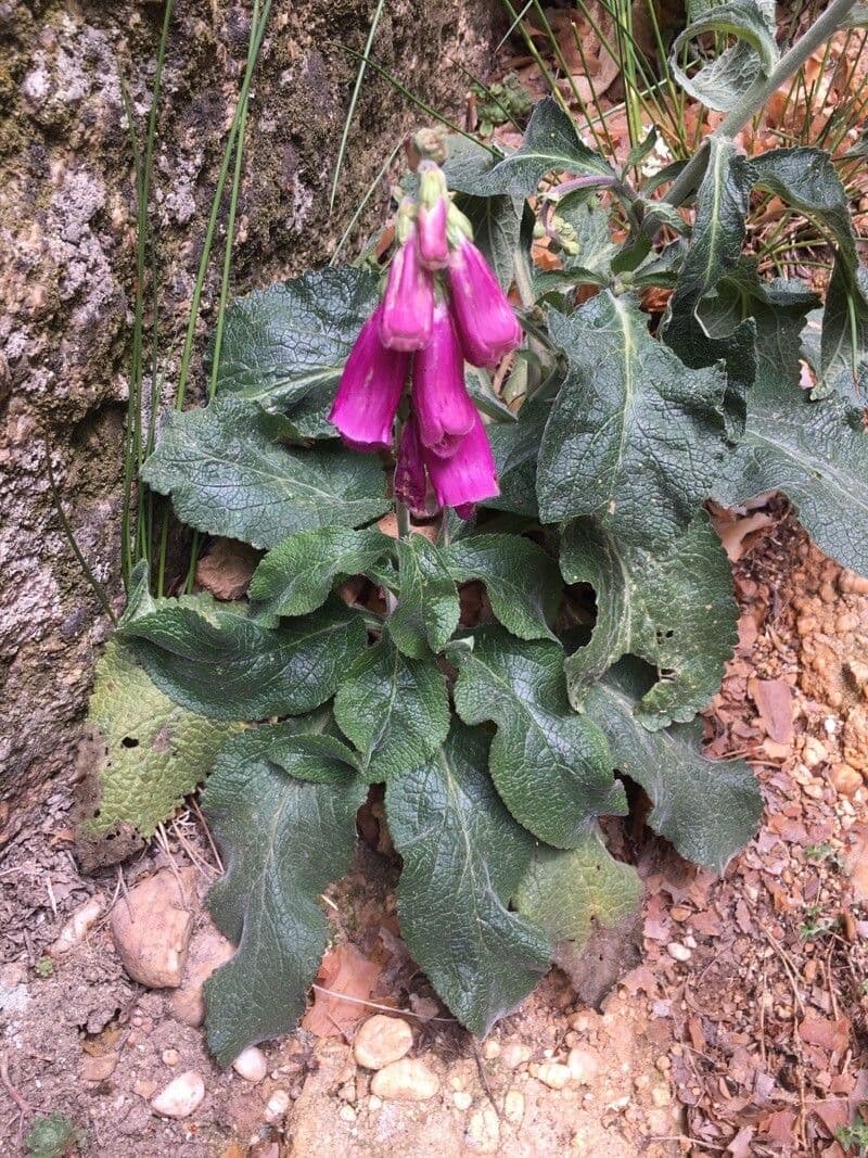 Náprstník červený 28