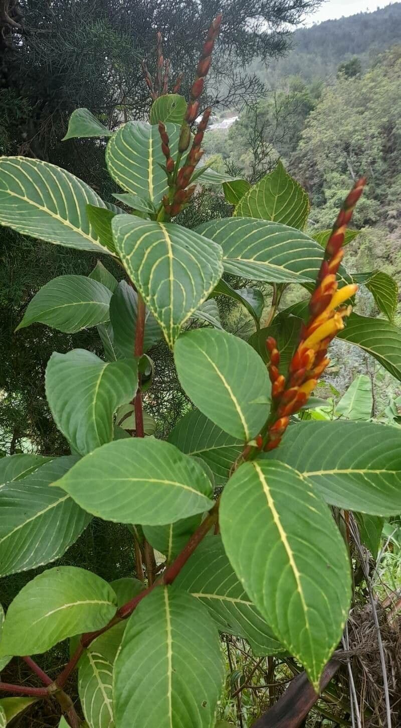 Sanchezia oblonga 6