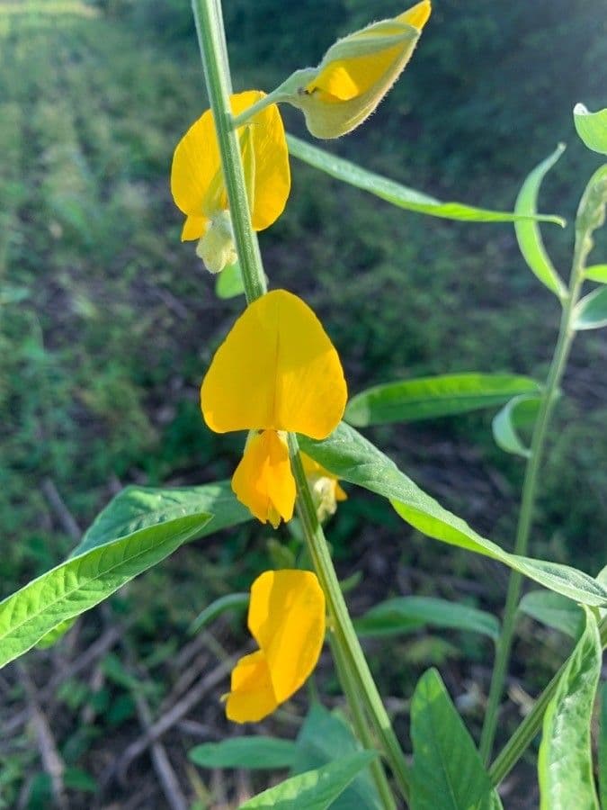 Crotalaria juncea 6