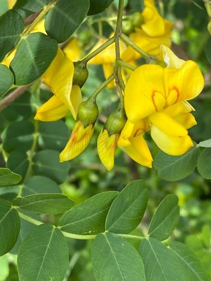 Vesicaria 6