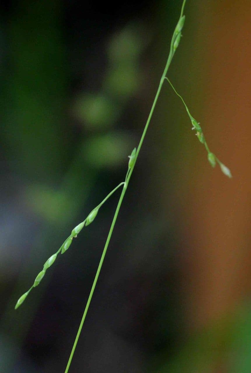 Aufrechte Ehrharta 11