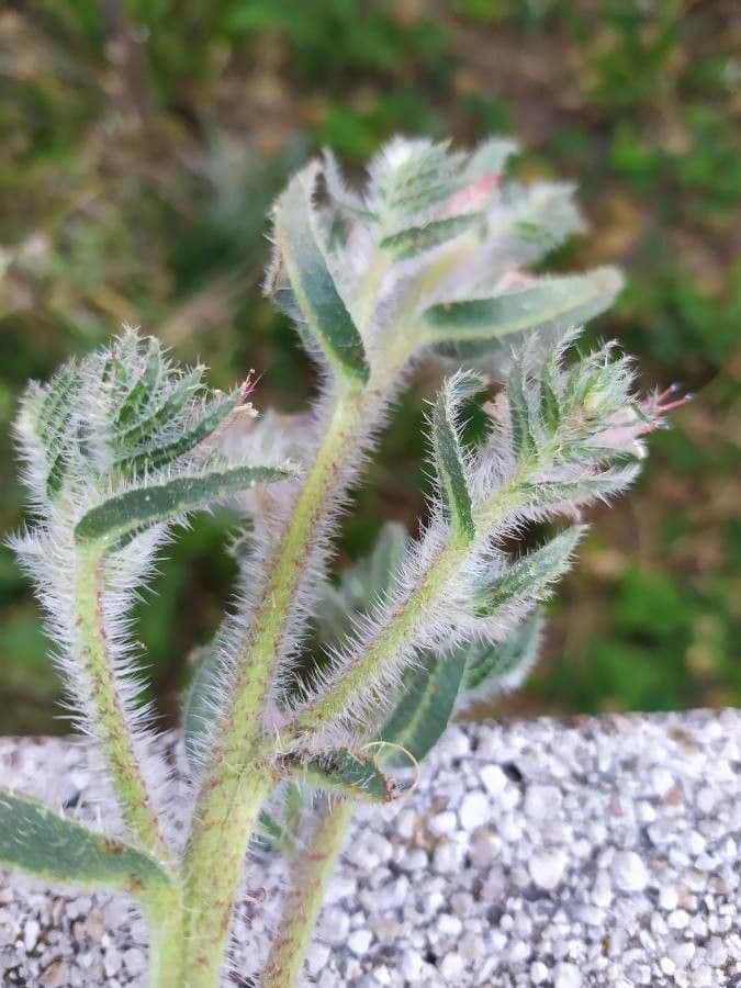 Echium asperrimum 19