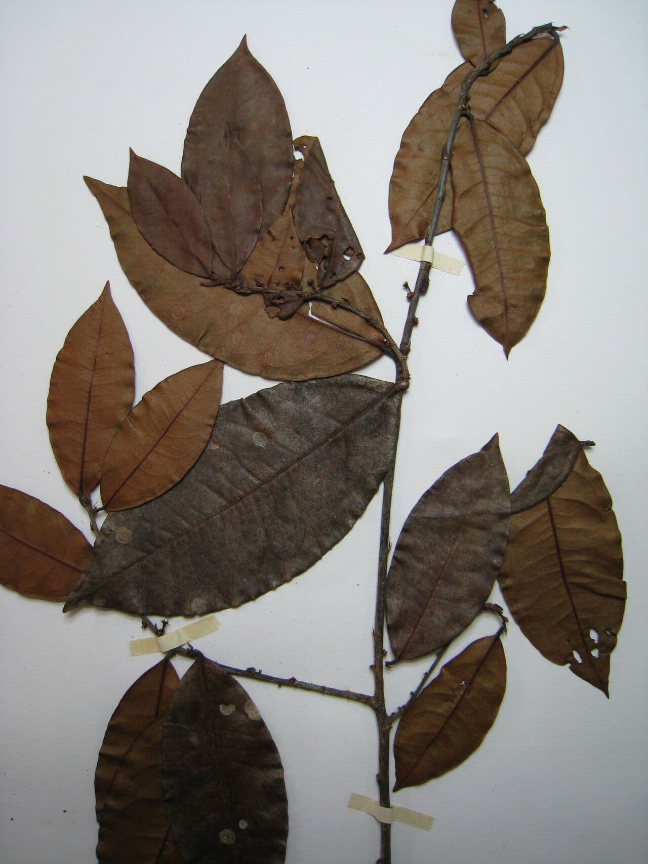 Erythroxylum citrifolium 9