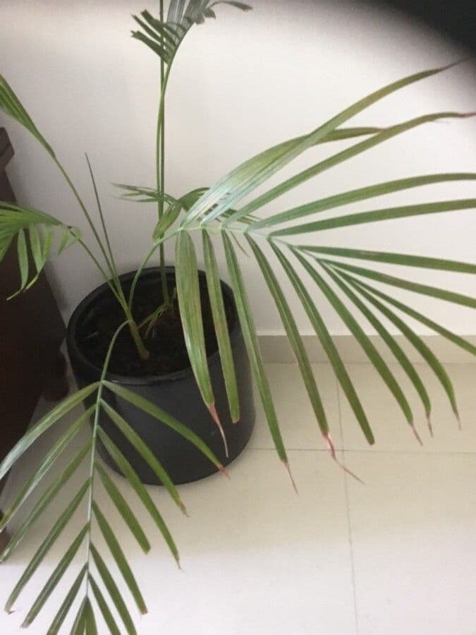 Howea Forsterova 8