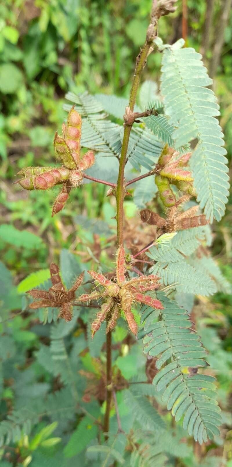 Mimosa 3