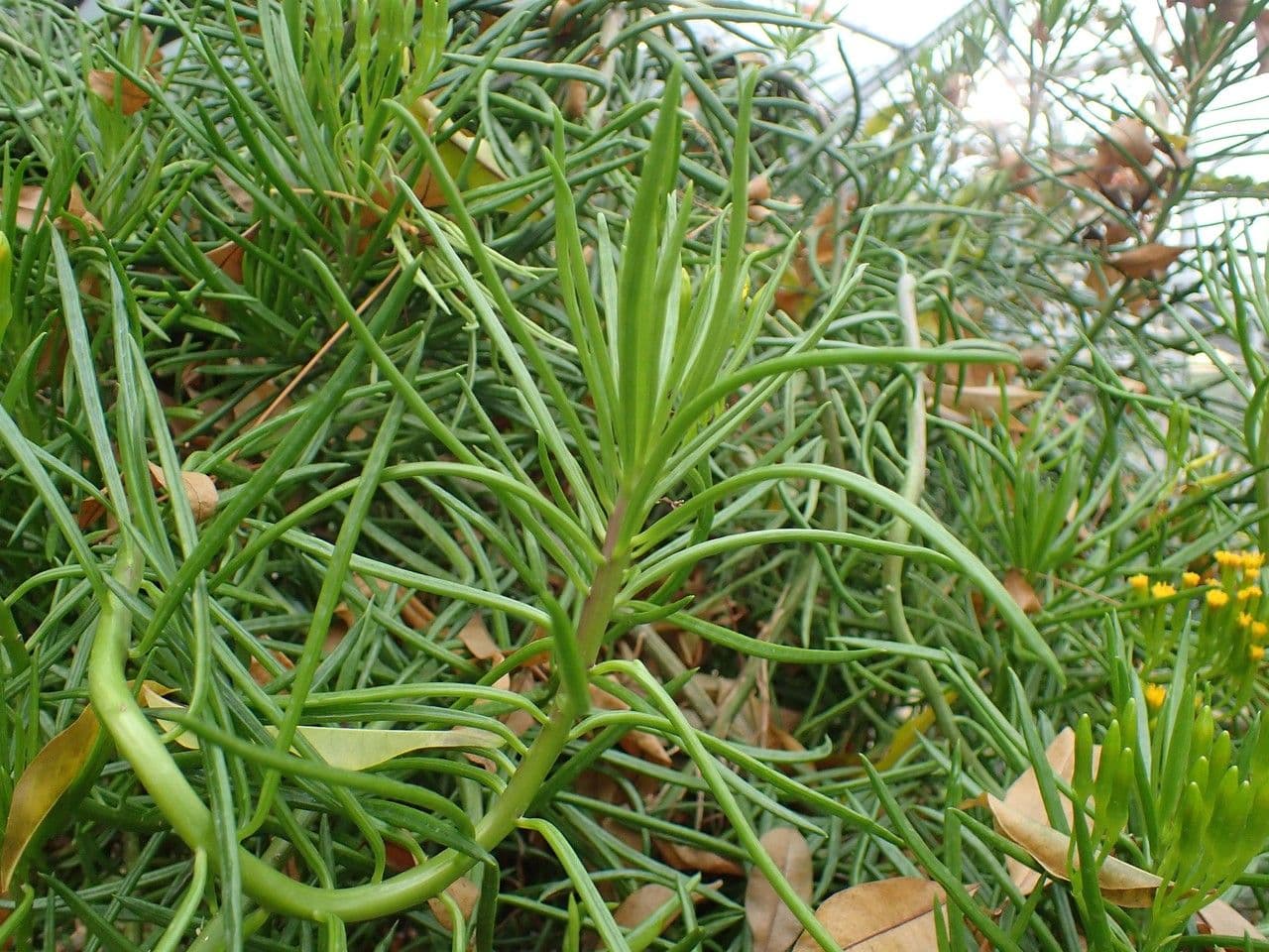Senecio 6