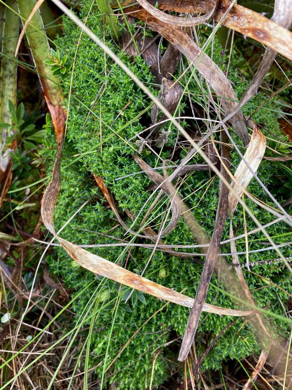 Arcytophyllum