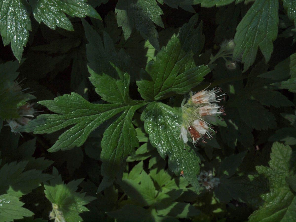 Feuille d'eau de Fendler 11