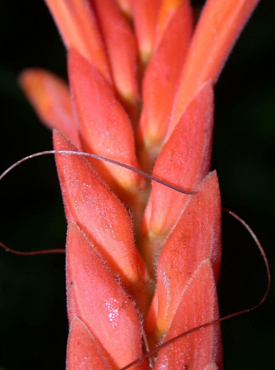 Aphelandra 14