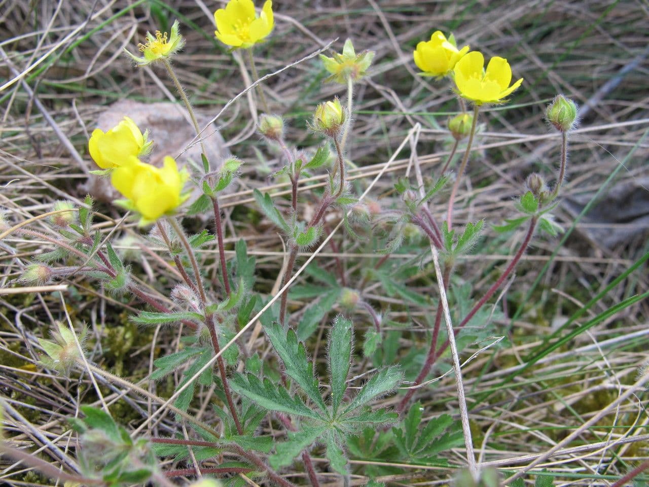 Potentilla eptafilla 11