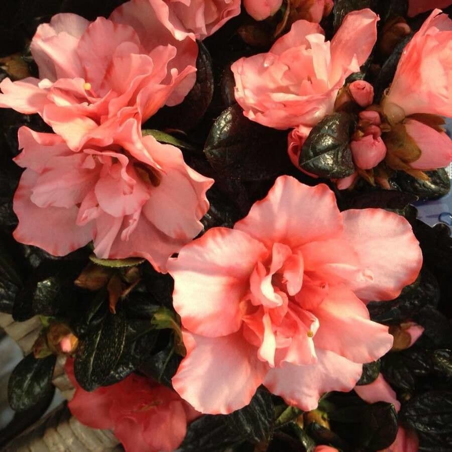 Rhododendron 6