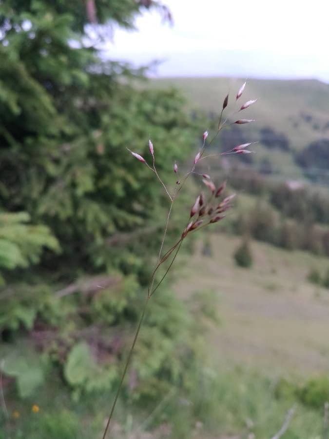Alpen-Schmiele
