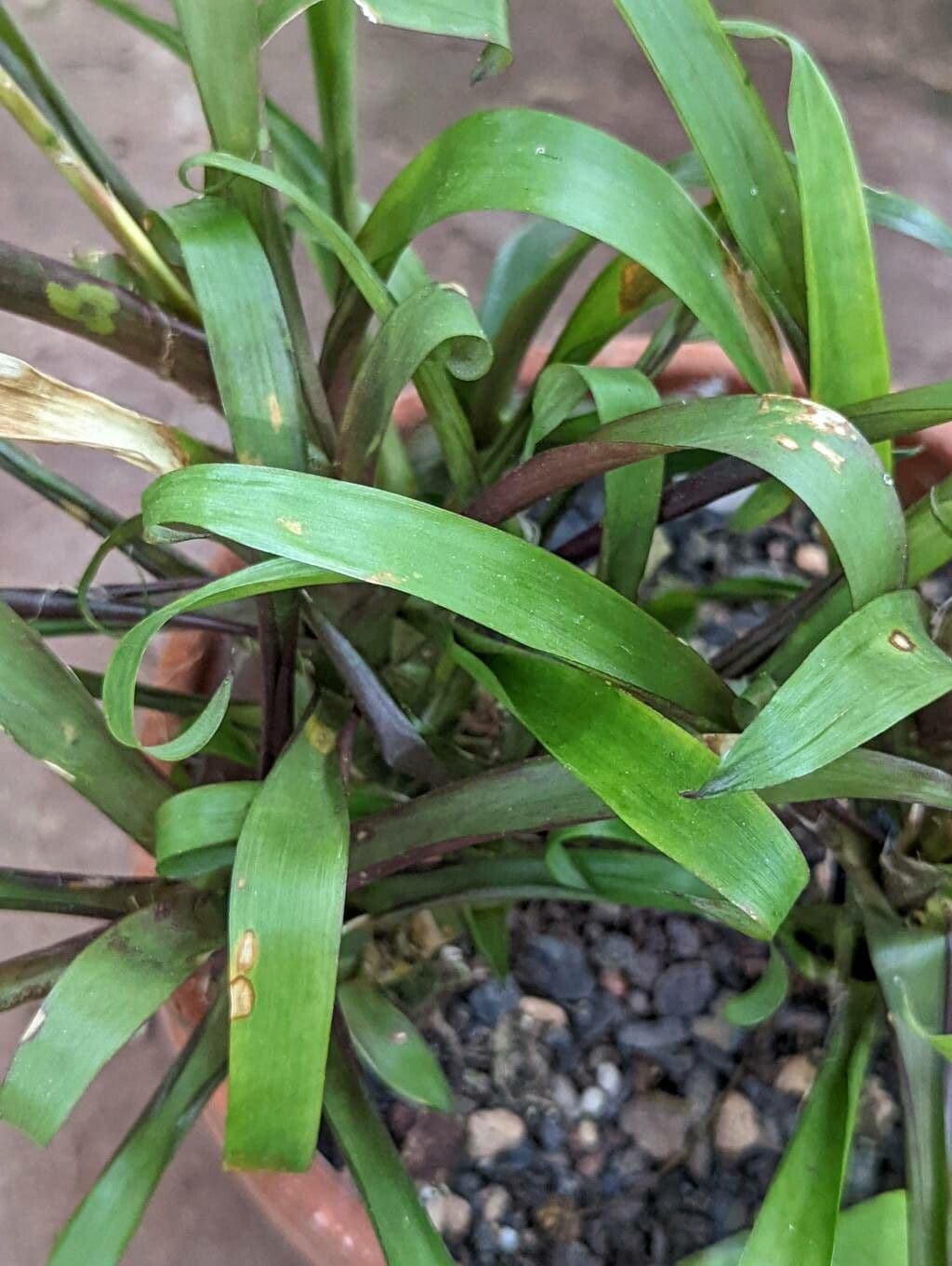 Vriesea 4