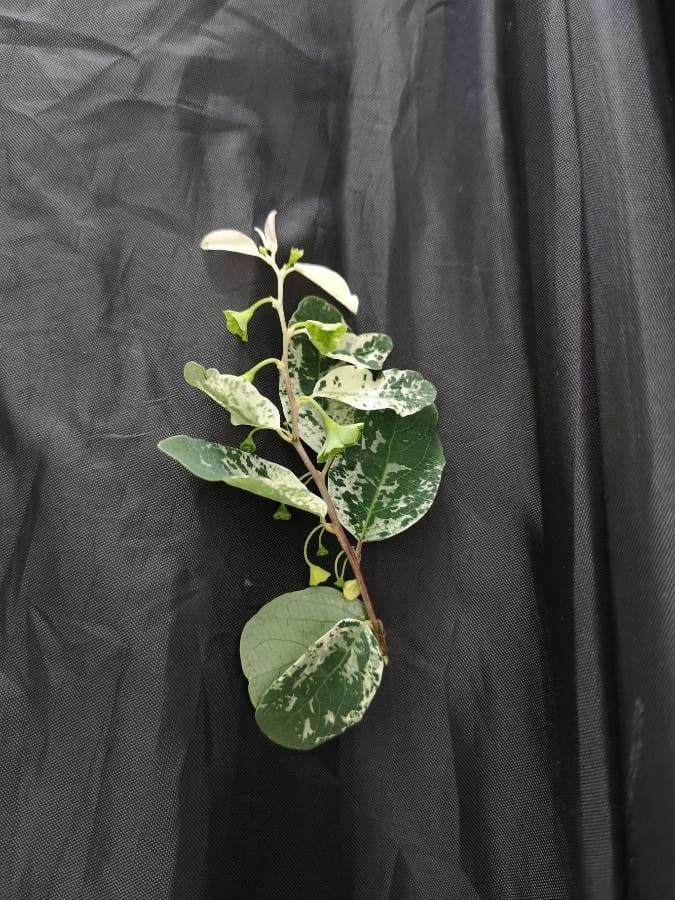 Breynia disticha 3