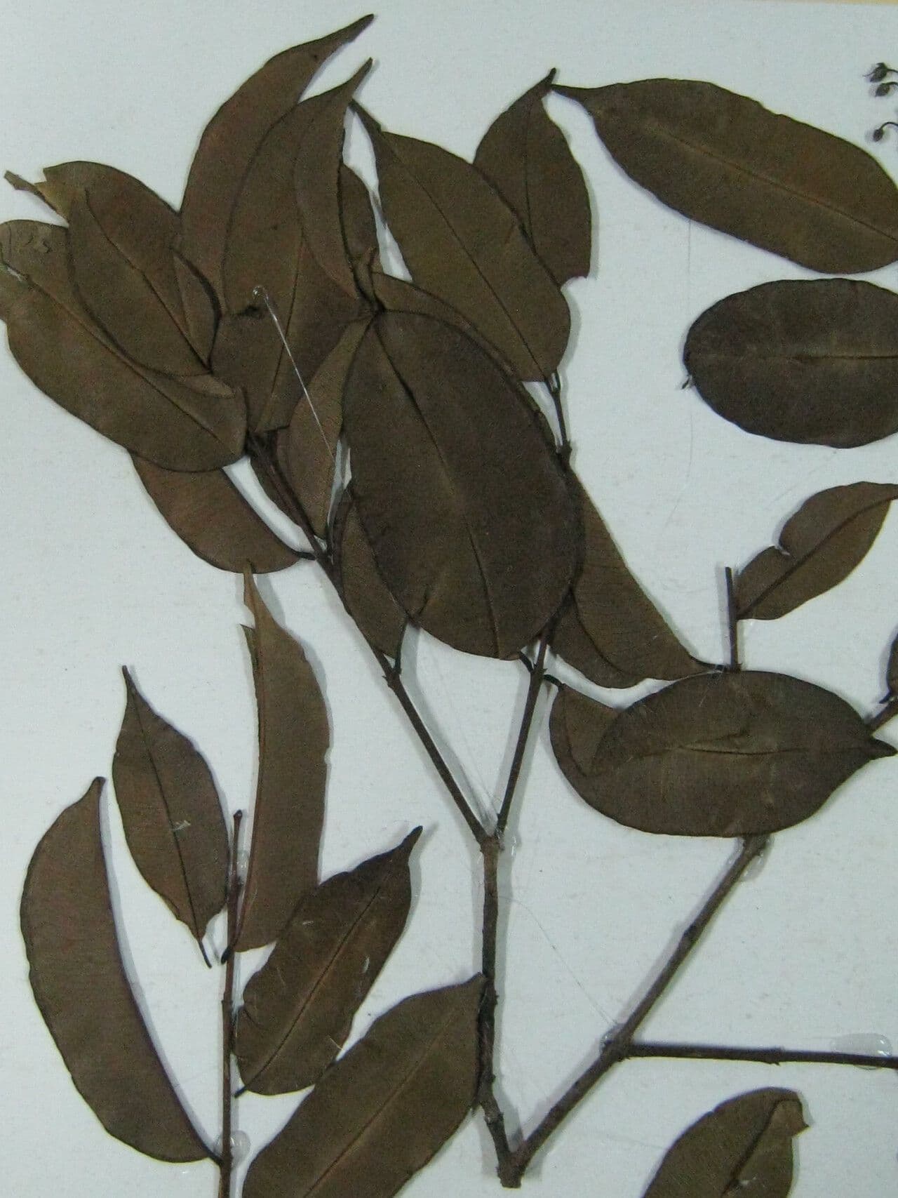 Qualea