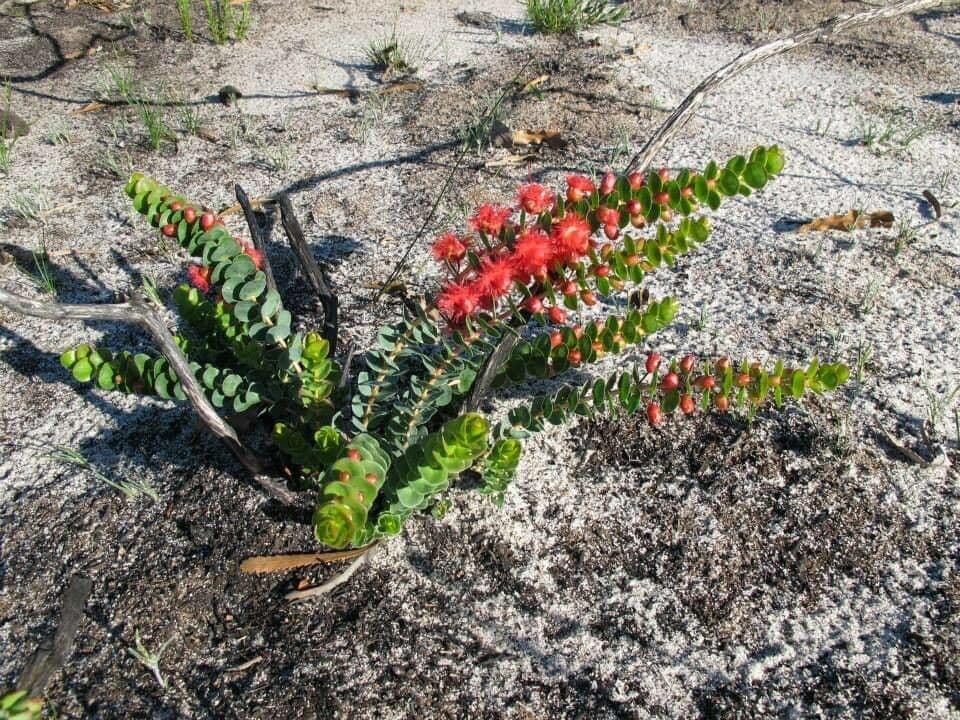 Verticordia 2