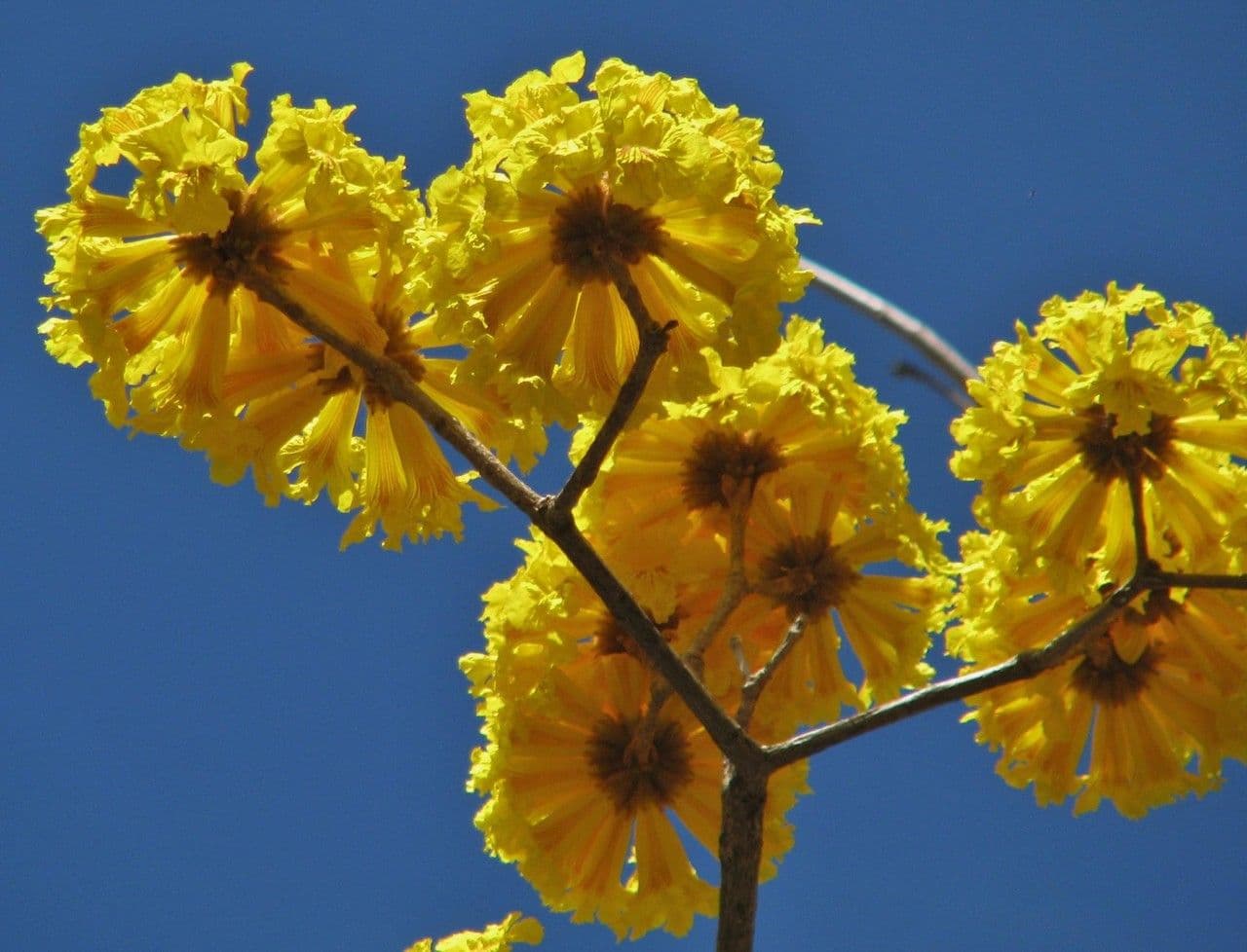 Lapacho giallo 30