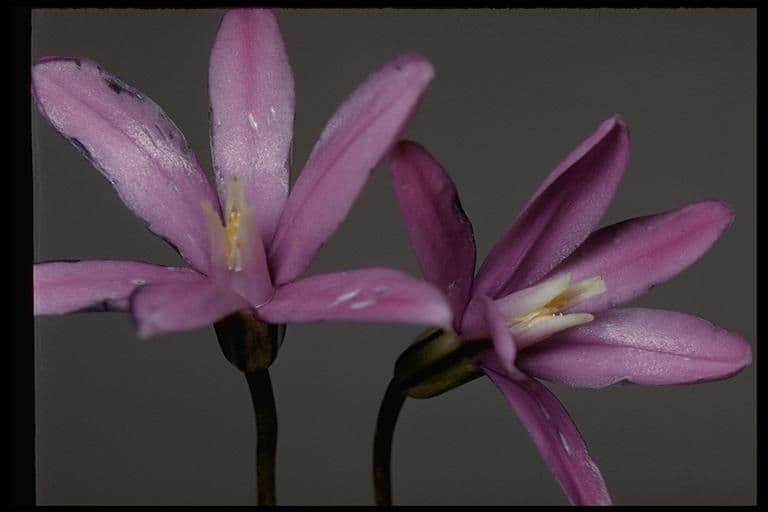 Brodiaea 7