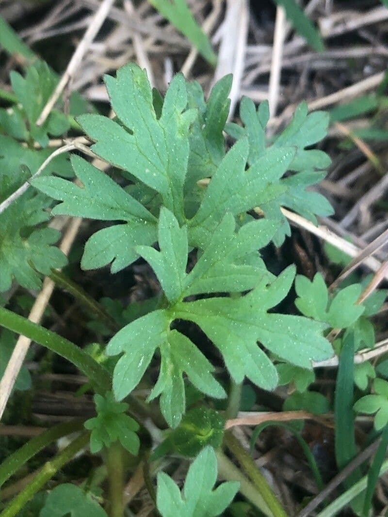Ranunculus ollissiponensis 9