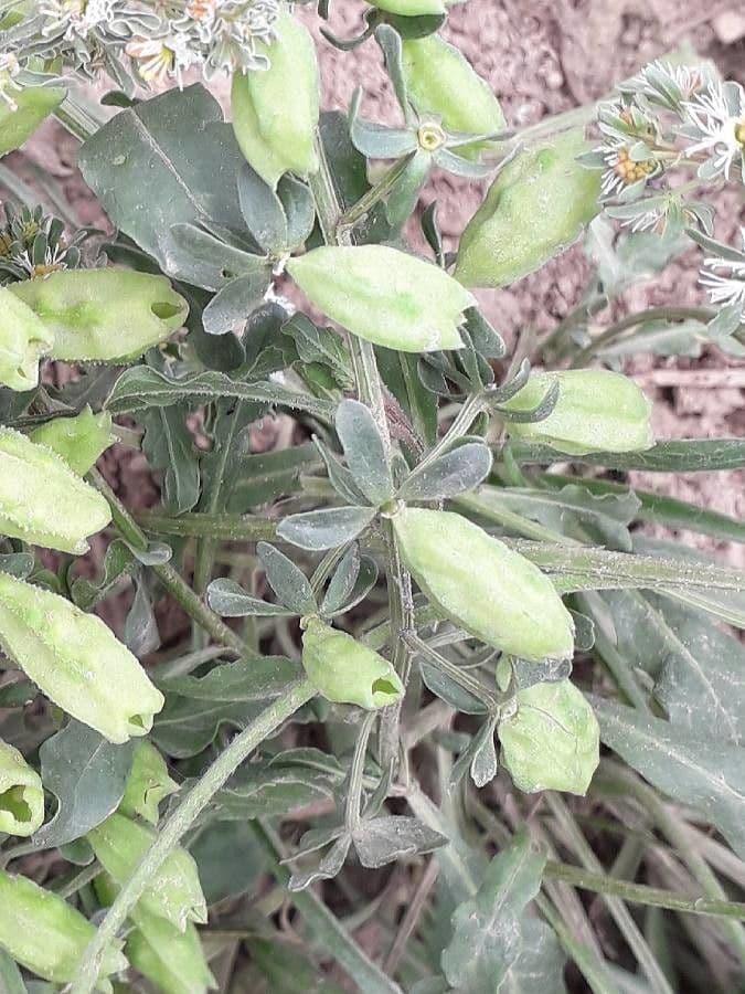 Reseda comune 4
