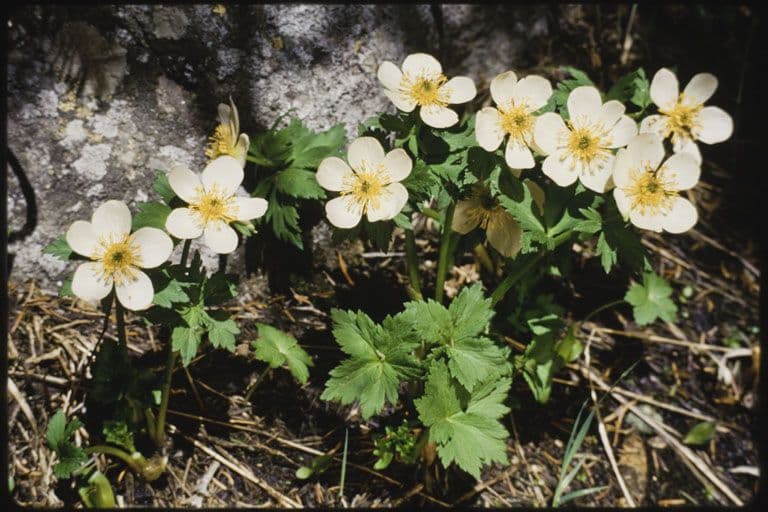 Trollius americano 7