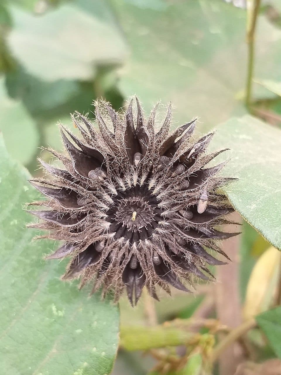 Abutilon 5