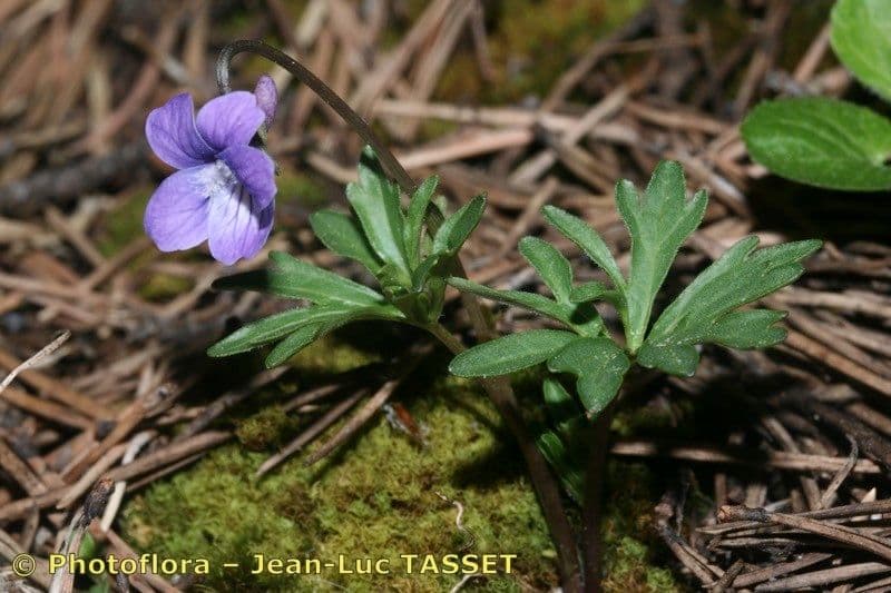 Violette pennée 7